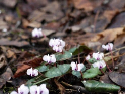 Frühlings Alpenveilchen 'Album' 10 Frühlings Alpenveilchen 'Album' -Edelrosen Geschaft fruehlings alpenveilchen album m010929 w 1