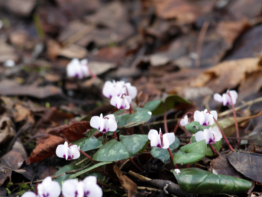 Frühlings Alpenveilchen 'Album' 5 Frühlings Alpenveilchen 'Album' – Bild 5