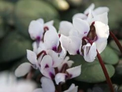 Frühlings Alpenveilchen 'Album' 9 Frühlings Alpenveilchen 'Album' -Edelrosen Geschaft fruehlings alpenveilchen album m010929 w 2