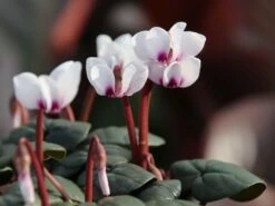 Frühlings Alpenveilchen 'Album' 8 Frühlings Alpenveilchen 'Album' -Edelrosen Geschaft fruehlings alpenveilchen album m010929 w 4