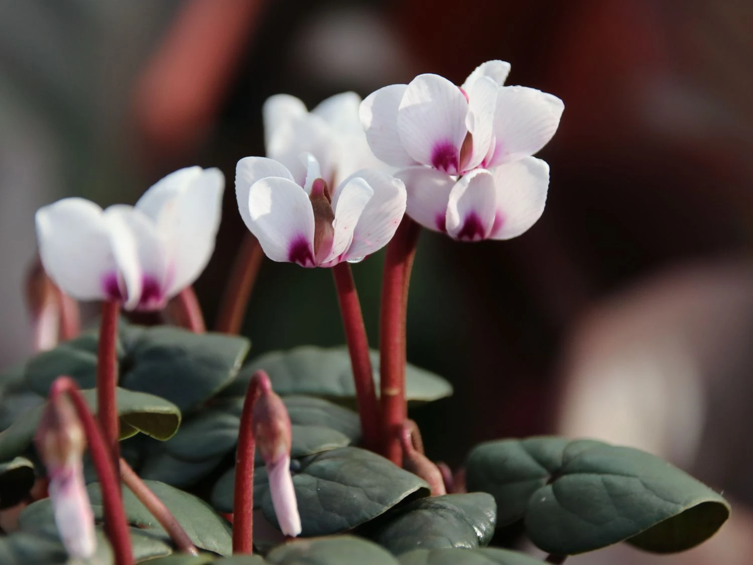 Frühlings Alpenveilchen 'Album' 3 Frühlings Alpenveilchen 'Album' – Bild 3