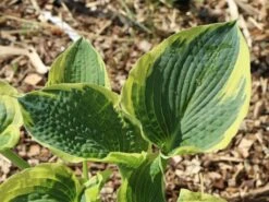 Funkie 'American Halo' -Edelrosen Geschaft funkie american halo m062312 w 0