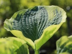 Funkie 'American Halo' -Edelrosen Geschaft funkie american halo m062312 w 1