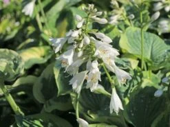 Funkie 'American Halo' -Edelrosen Geschaft funkie american halo m062312 w 2