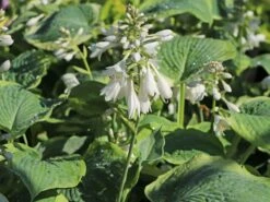 Funkie 'American Halo' -Edelrosen Geschaft funkie american halo m062312 w 3