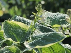 Funkie 'American Halo' -Edelrosen Geschaft funkie american halo m062312 w 5