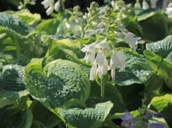 Funkie 'American Halo' -Edelrosen Geschaft funkie american halo m062312 w 6