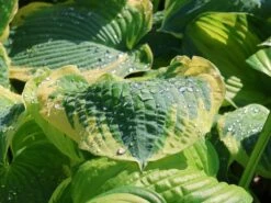 Funkie 'American Halo' -Edelrosen Geschaft funkie american halo m062312 w 7