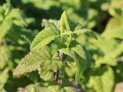 Gamander 'Purple Tails' -Edelrosen Geschaft gamander purple tails m060606 w 0