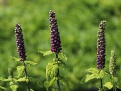 Gamander 'Purple Tails' -Edelrosen Geschaft gamander purple tails m060606 w 2