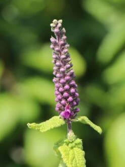 Gamander 'Purple Tails' -Edelrosen Geschaft gamander purple tails m060606 w 3