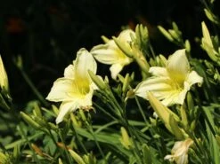 Garten Taglilie 'Green Flutter' -Edelrosen Geschaft garten taglilie green flutter m058841 w 2