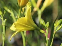 Garten Taglilie 'Green Flutter' -Edelrosen Geschaft garten taglilie green flutter m058841 w 4