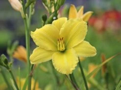 Garten Taglilie 'Green Flutter' -Edelrosen Geschaft garten taglilie green flutter m058841 w 5