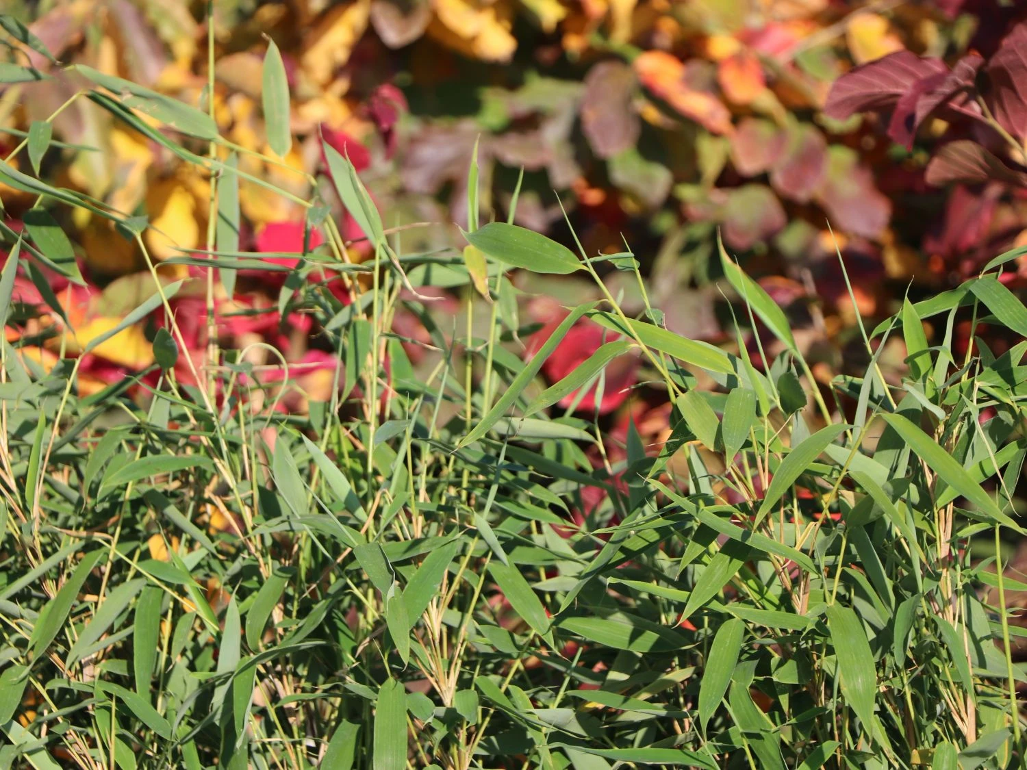 Gartenbambus 'Leasch' ® (S) 1 Gartenbambus 'Leasch' ® (S)