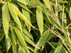 Gartenbambus 'Leasch' ® (S) 8 Gartenbambus 'Leasch' ® (S) -Edelrosen Geschaft gartenbambus leasch s m092477 w 0