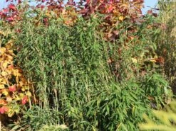 Gartenbambus 'Leasch' ® (S) 9 Gartenbambus 'Leasch' ® (S) -Edelrosen Geschaft gartenbambus leasch s m092477 w 1