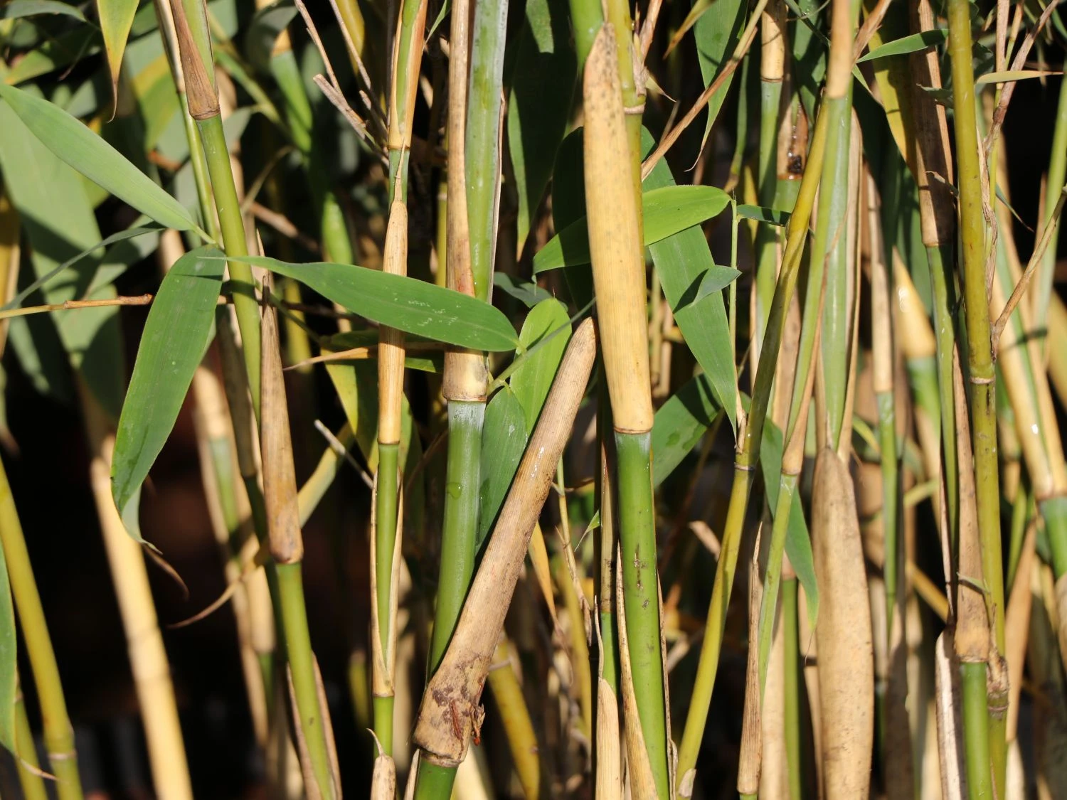 Gartenbambus 'Leasch' ® (S) 2 Gartenbambus 'Leasch' ® (S) – Bild 2