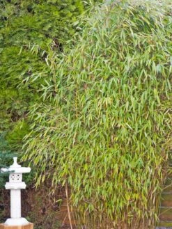 Gartenbambus 'Leasch' ® (S) 10 Gartenbambus 'Leasch' ® (S) -Edelrosen Geschaft gartenbambus leasch s m092477 w 4