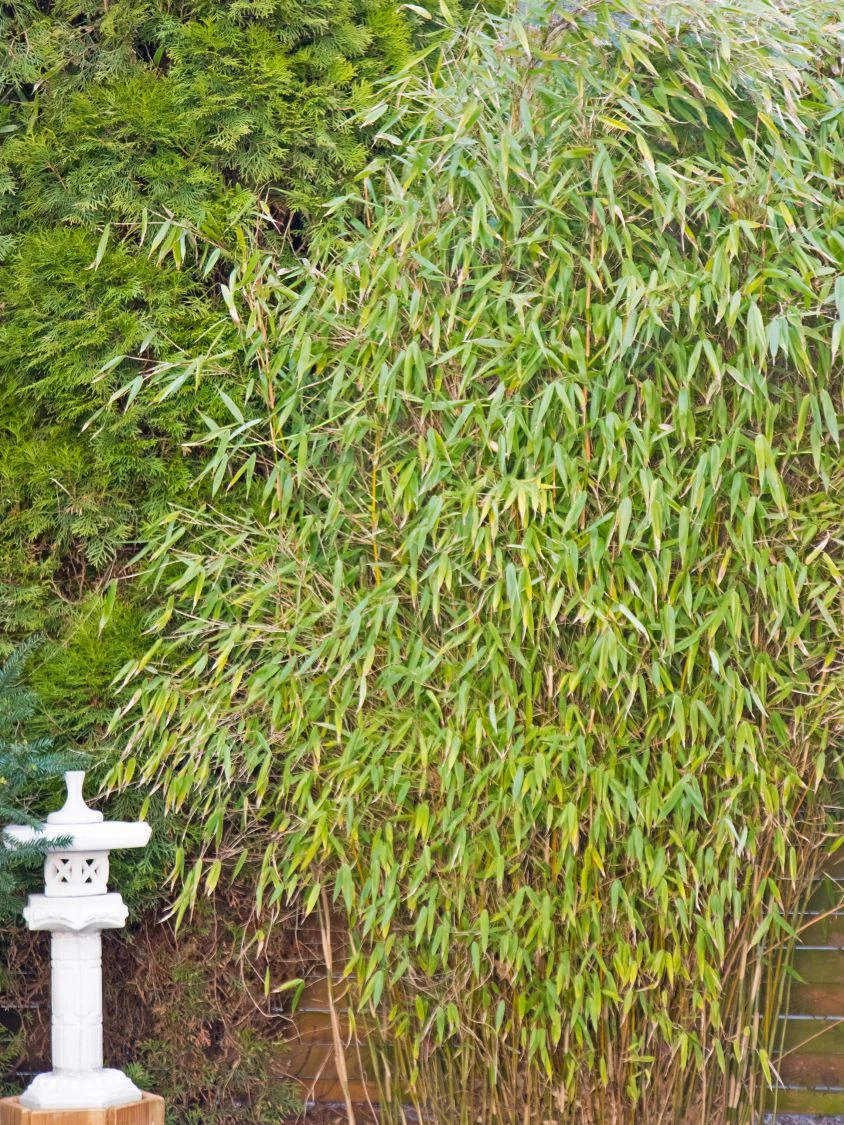 Gartenbambus 'Leasch' ® (S) 5 Gartenbambus 'Leasch' ® (S) – Bild 5