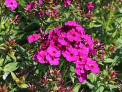 Gedrungene Flammenblume Flame-Serie 'Purple Flame' 12 Gedrungene Flammenblume Flame-Serie 'Purple Flame' -Edelrosen Geschaft gedrungene flammenblume flame serie purple flame m059937 w 0