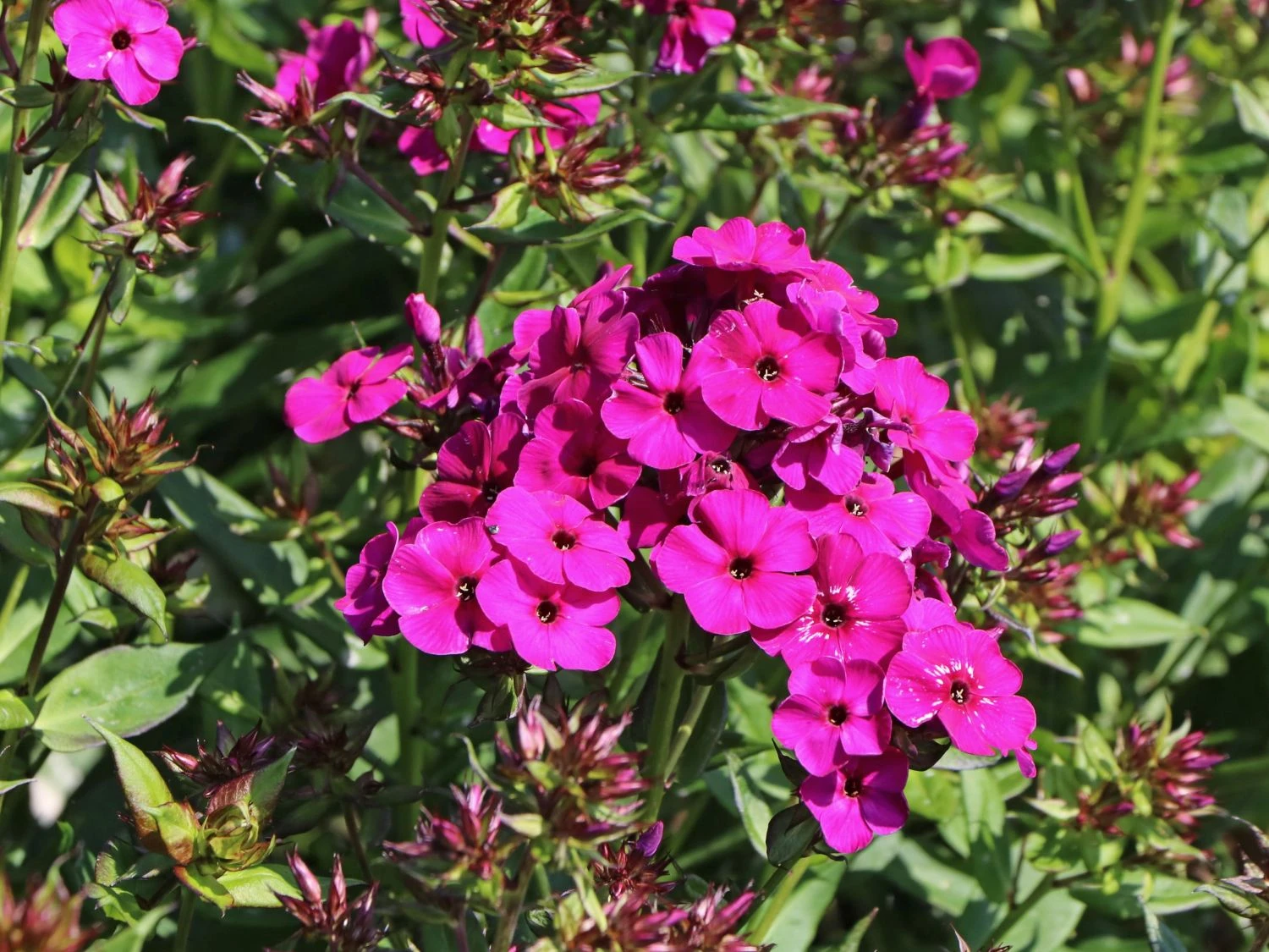 Gedrungene Flammenblume Flame-Serie 'Purple Flame' 3 Gedrungene Flammenblume Flame-Serie 'Purple Flame' – Bild 3