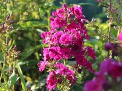 Gedrungene Flammenblume Flame-Serie 'Purple Flame' 15 Gedrungene Flammenblume Flame-Serie 'Purple Flame' -Edelrosen Geschaft gedrungene flammenblume flame serie purple flame m059937 w 2