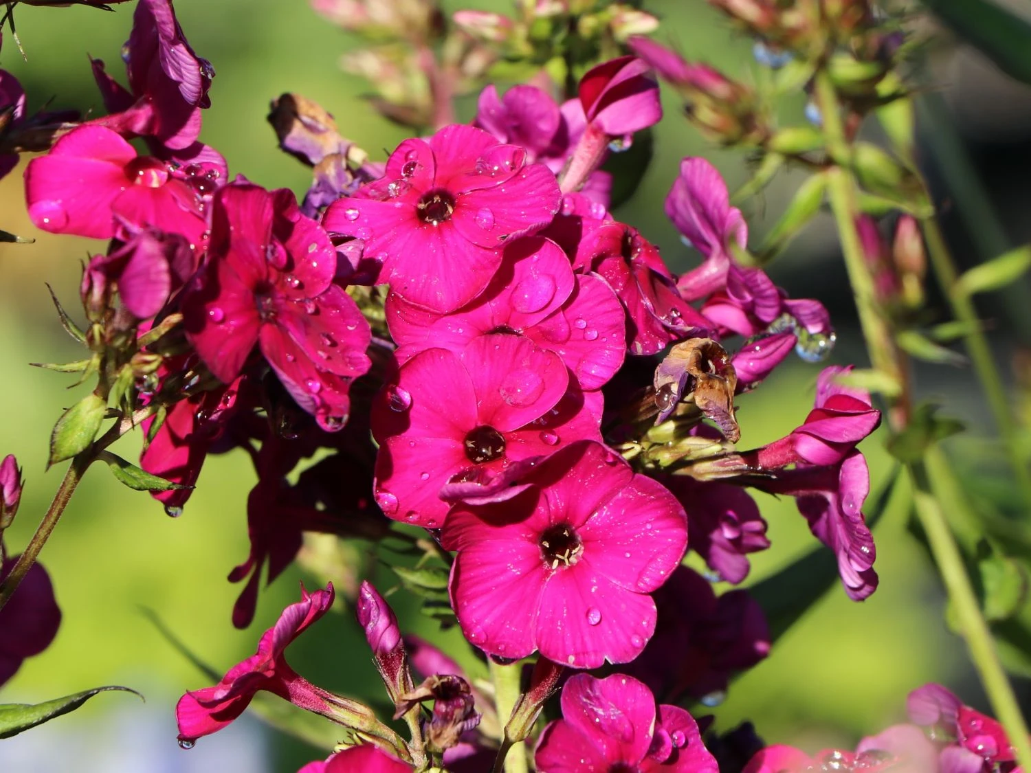 Gedrungene Flammenblume Flame-Serie 'Purple Flame' 9 Gedrungene Flammenblume Flame-Serie 'Purple Flame' – Bild 9