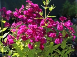 Gedrungene Flammenblume Flame-Serie 'Purple Flame' 17 Gedrungene Flammenblume Flame-Serie 'Purple Flame' -Edelrosen Geschaft gedrungene flammenblume flame serie purple flame m059937 w 4