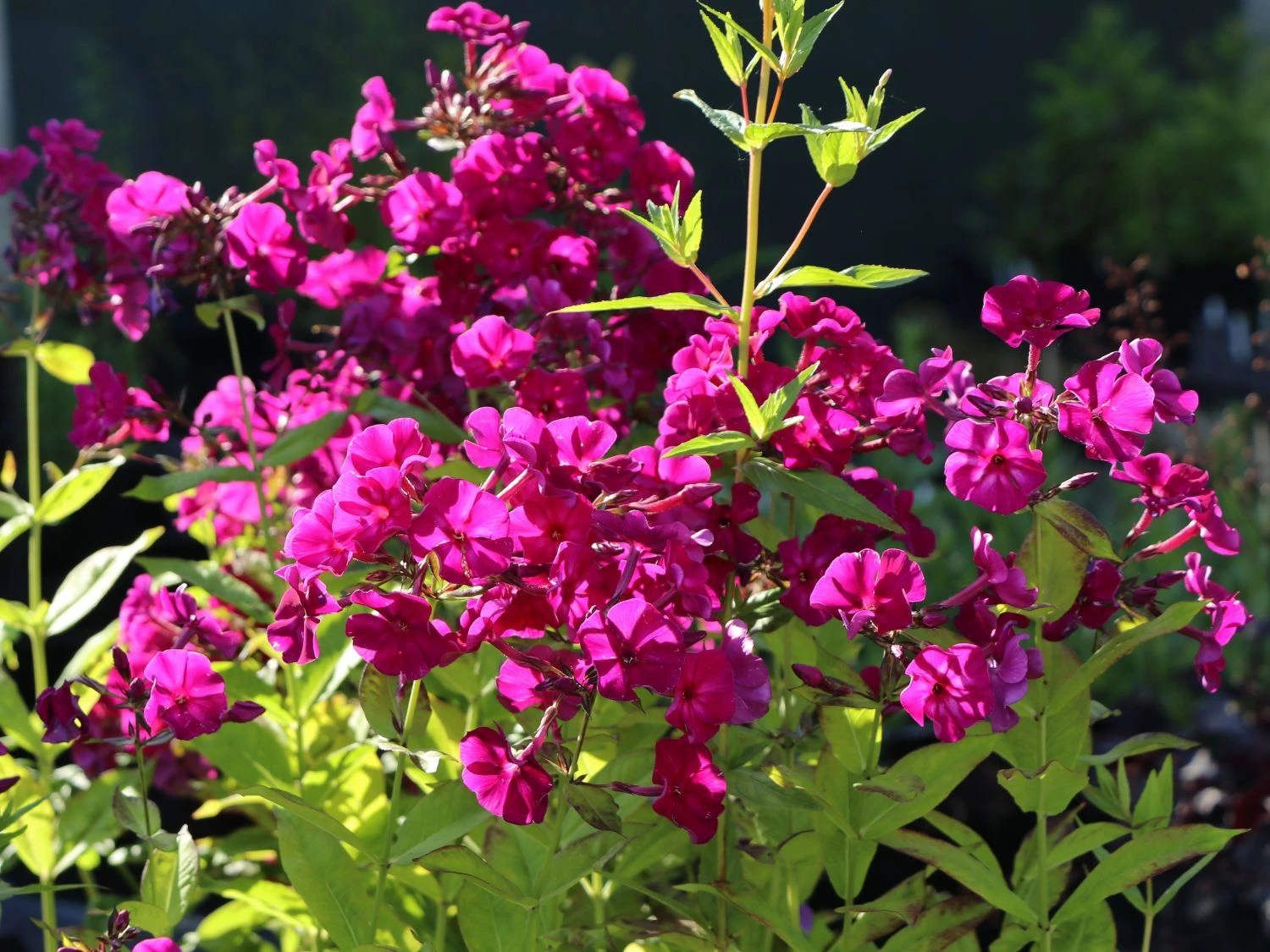 Gedrungene Flammenblume Flame-Serie 'Purple Flame' 8 Gedrungene Flammenblume Flame-Serie 'Purple Flame' – Bild 8