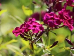 Gedrungene Flammenblume Flame-Serie 'Purple Flame' 16 Gedrungene Flammenblume Flame-Serie 'Purple Flame' -Edelrosen Geschaft gedrungene flammenblume flame serie purple flame m059937 w 5