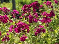 Gedrungene Flammenblume Flame-Serie 'Purple Flame' 19 Gedrungene Flammenblume Flame-Serie 'Purple Flame' -Edelrosen Geschaft gedrungene flammenblume flame serie purple flame m059937 w 6