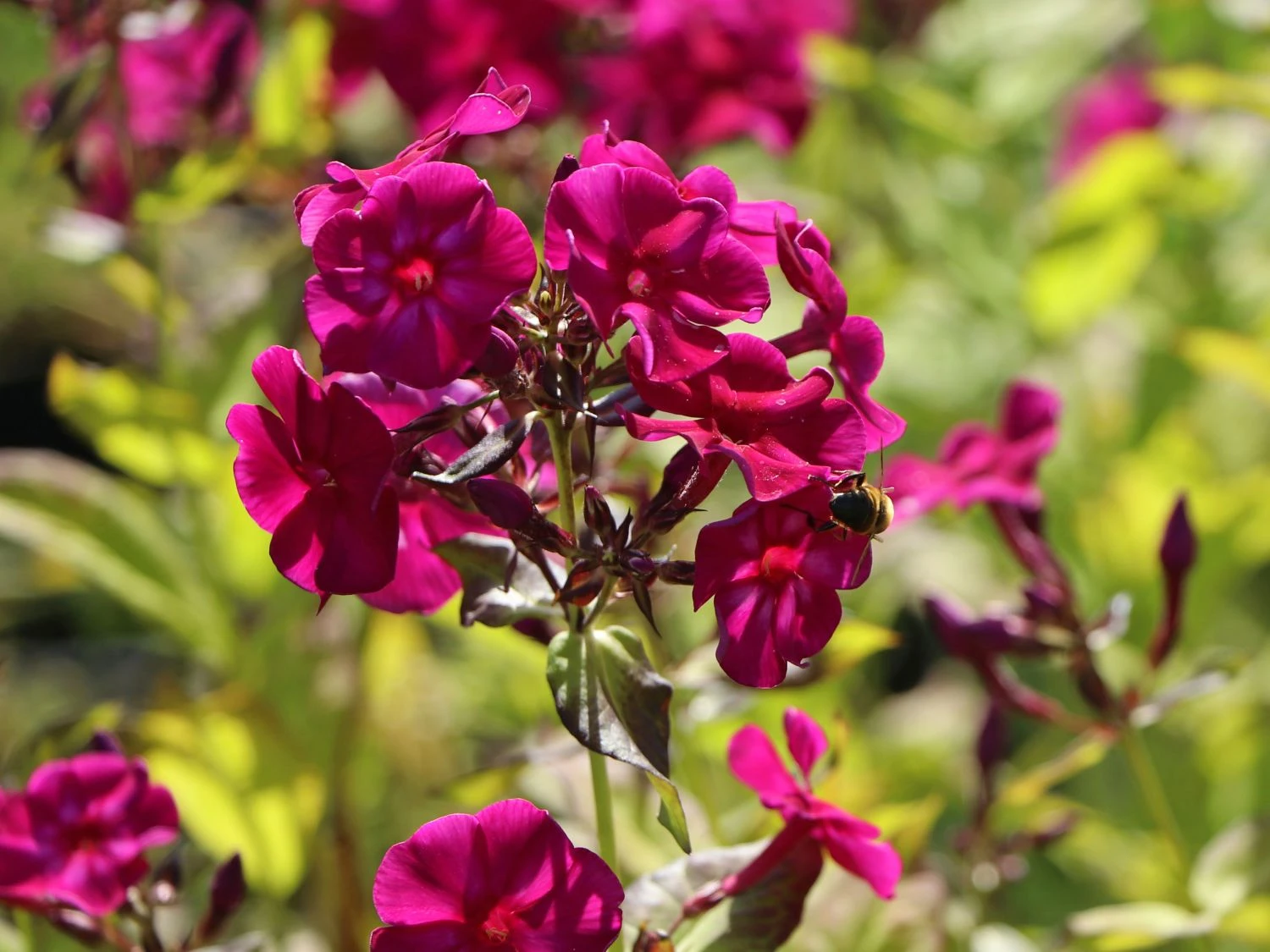 Gedrungene Flammenblume Flame-Serie 'Purple Flame' 2 Gedrungene Flammenblume Flame-Serie 'Purple Flame' – Bild 2