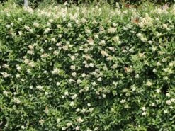 Gemeiner Liguster / Gewöhnlicher Liguster