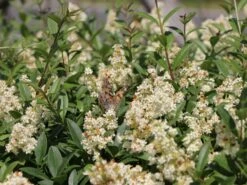 Gemeiner Liguster / Gewöhnlicher Liguster -Edelrosen Geschaft gemeiner liguster gewoehnlicher liguster m001886 w 1