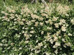 Gemeiner Liguster / Gewöhnlicher Liguster -Edelrosen Geschaft gemeiner liguster gewoehnlicher liguster m001886 w 2