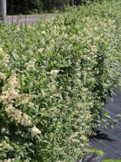 Gemeiner Liguster / Gewöhnlicher Liguster -Edelrosen Geschaft gemeiner liguster gewoehnlicher liguster m001886 w 3