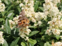 Gemeiner Liguster / Gewöhnlicher Liguster -Edelrosen Geschaft gemeiner liguster gewoehnlicher liguster m001886 w 4