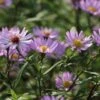 Glattblatt-Aster 'Vasterival'