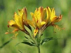 Goldene Inkalilie 9 Goldene Inkalilie -Edelrosen Geschaft goldene inkalilie m056504 w 0