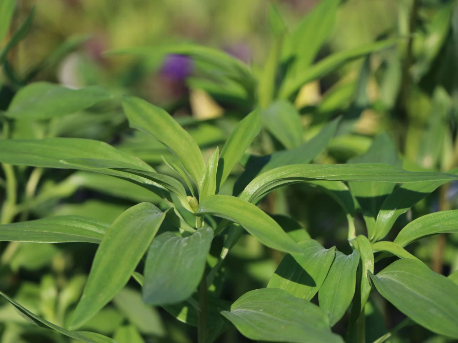 Goldene Inkalilie 4 Goldene Inkalilie – Bild 4