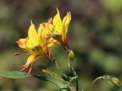 Goldene Inkalilie 7 Goldene Inkalilie -Edelrosen Geschaft goldene inkalilie m056504 w 2