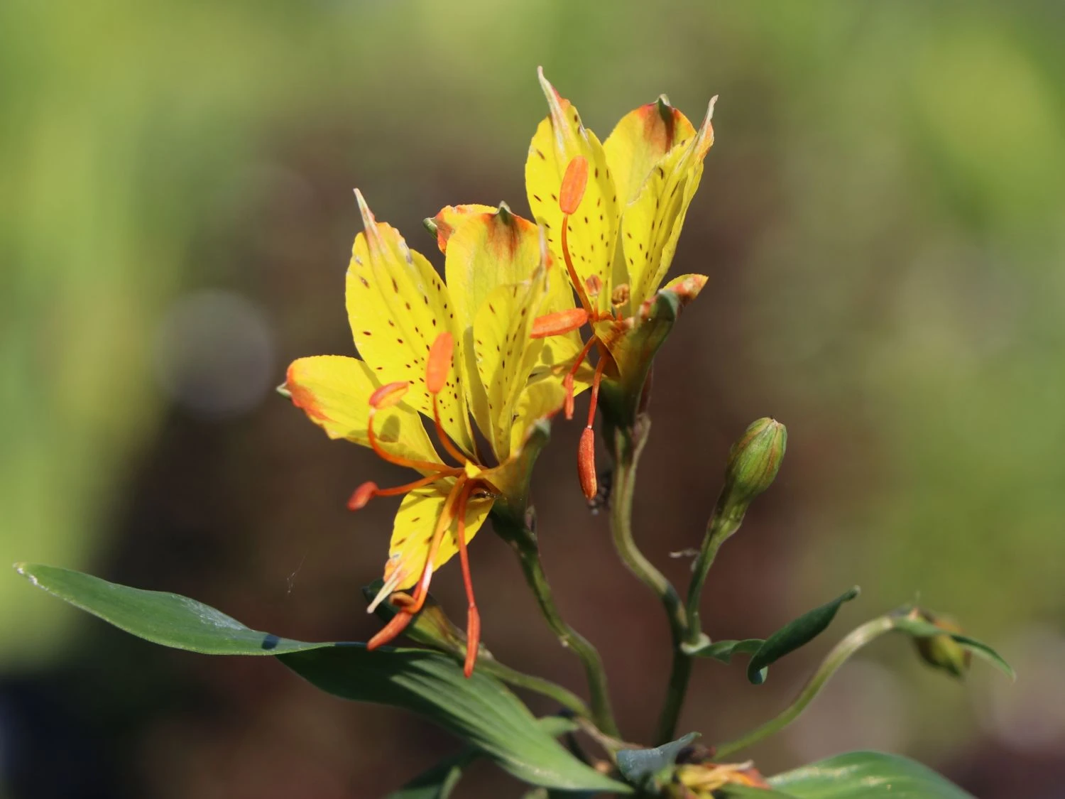 Goldene Inkalilie 2 Goldene Inkalilie – Bild 2