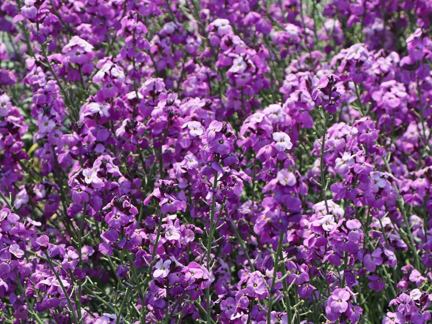 Goldlack 'Bowles Mauve' 1 Goldlack 'Bowles Mauve'