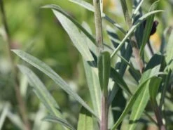 Goldlack 'Bowles Mauve' 14 Goldlack 'Bowles Mauve' -Edelrosen Geschaft goldlack bowles mauve m058502 w 1