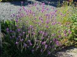 Goldlack 'Bowles Mauve' 19 Goldlack 'Bowles Mauve' -Edelrosen Geschaft goldlack bowles mauve m058502 w 10