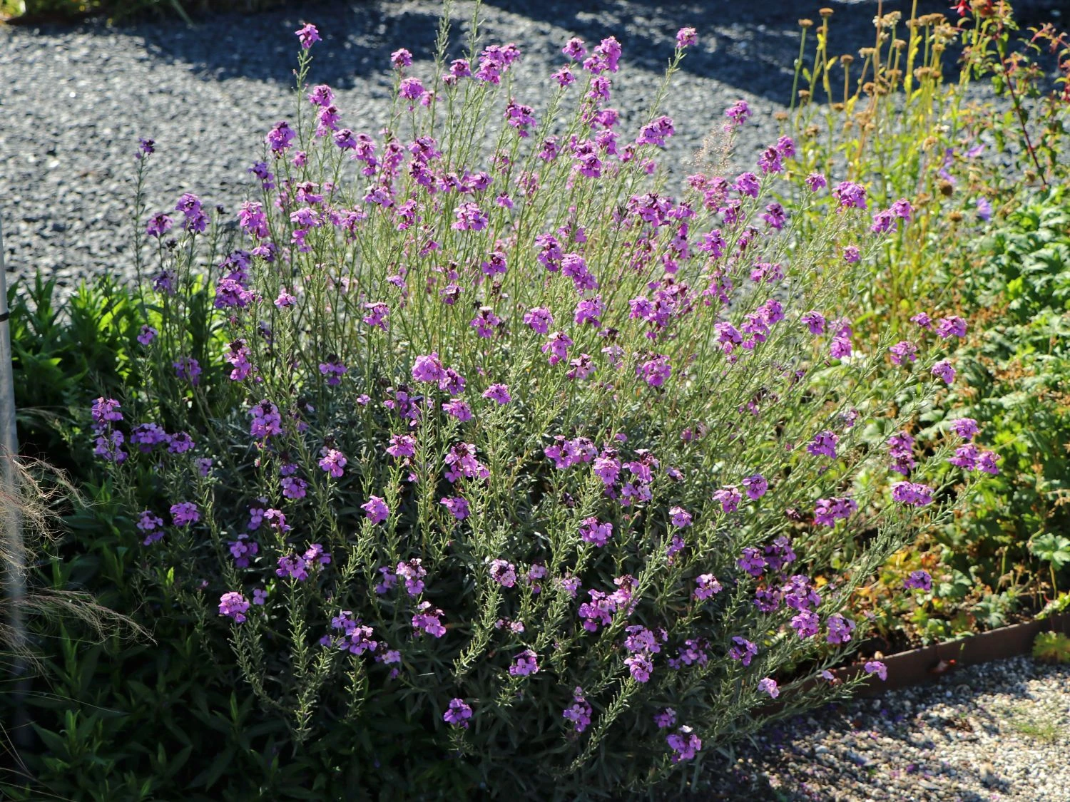 Goldlack 'Bowles Mauve' 8 Goldlack 'Bowles Mauve' – Bild 8