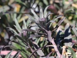 Goldlack 'Bowles Mauve' 15 Goldlack 'Bowles Mauve' -Edelrosen Geschaft goldlack bowles mauve m058502 w 2