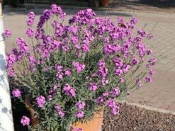 Goldlack 'Bowles Mauve' 20 Goldlack 'Bowles Mauve' -Edelrosen Geschaft goldlack bowles mauve m058502 w 3