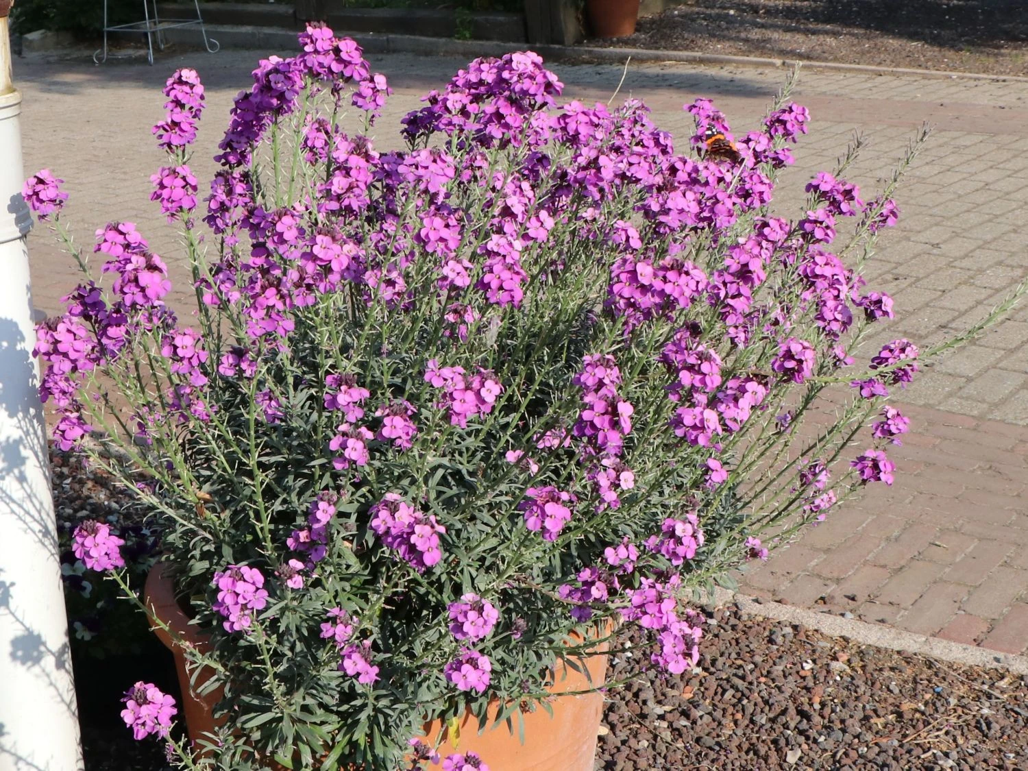 Goldlack 'Bowles Mauve' 9 Goldlack 'Bowles Mauve' – Bild 9